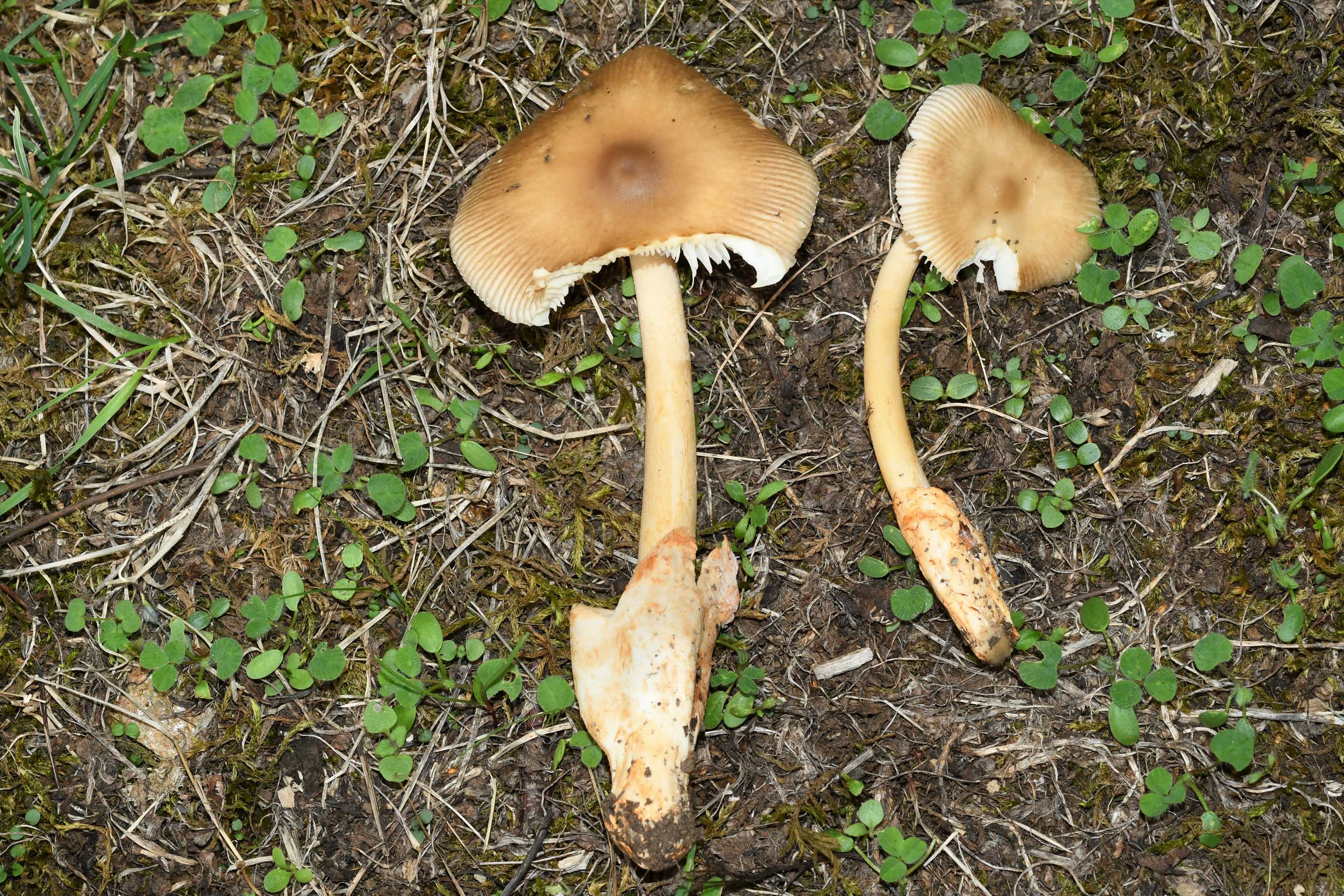 Champignons d'Aveyron et d'ailleurs