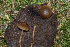 Psilocybe fimicole