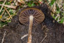 Psilocybe fimicole