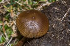 Psilocybe fimicole