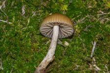 Psilocybe fimicole