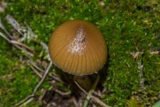 Psilocybe fimicole