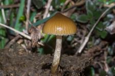 Psilocybe fimicole