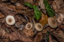 Clitocybe  couleurs changeantes