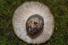 Russule fausse ftide