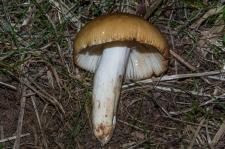 Russule fausse ftide