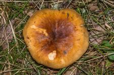 Russule fausse ftide