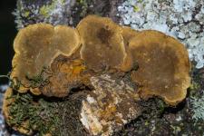 Polypore du fusain