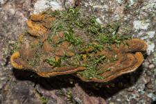 Polypore du fusain