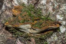 Polypore du fusain