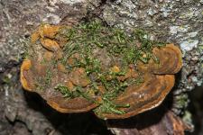 Polypore du fusain